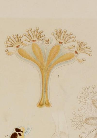 Lucernaria Haliclystus salpinx Medusae of the World Alfred Goldsborough Mayer Image