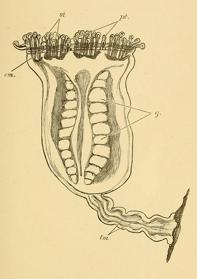 Depastrum cyathiforme Carduella cyathiformis Allman 1860 Plate Image