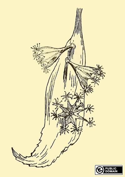 Lucernaria Haliclystus auricula Couch 1844 Plate Image
