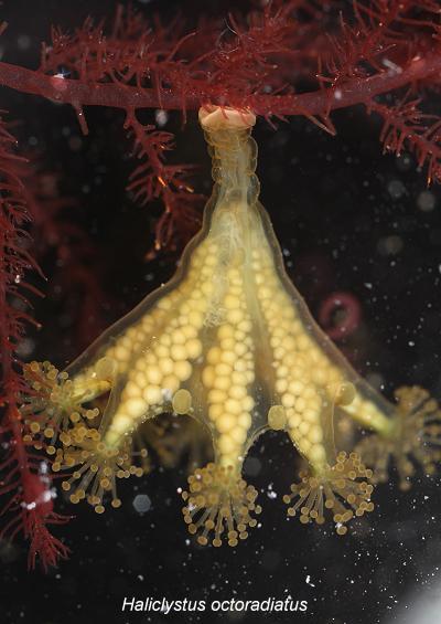 Stauromedusae what are stalked jellyfish uk