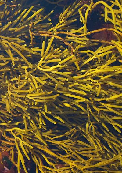 Stauromedusae stalked jelyfish photographic guide important plant algal algae seaweed species Images UK