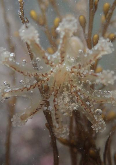 Stauromedusae Stalked jellyfish News Accounts Records Recording UK