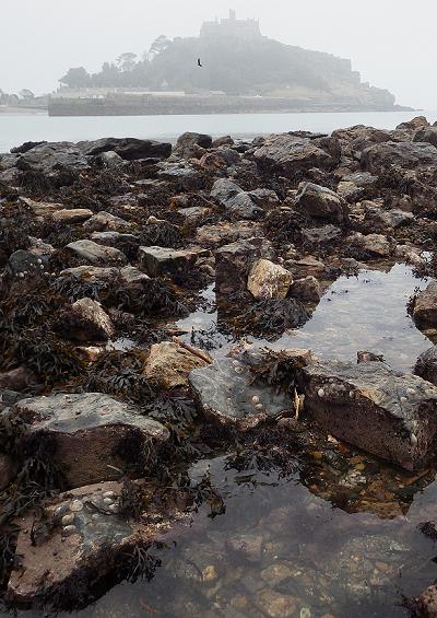 Stauromedusae Mounts Bay Marine Conservation Zone site habitat profiles uk